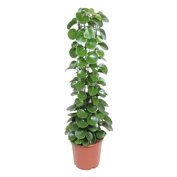 Cissus Rotundifolia (Kamerwingerd) - P 24 cm