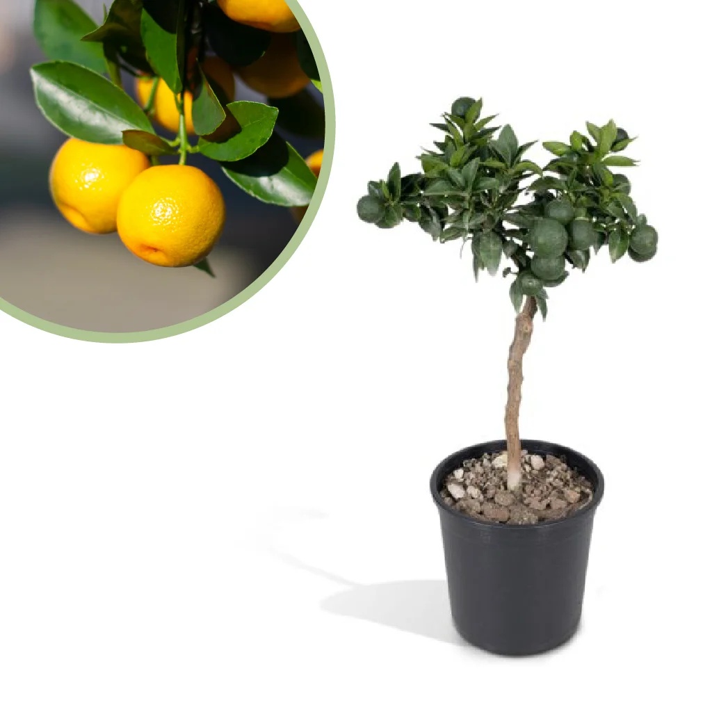 Citrus Mandarin - Mandarijnenboompje - P15
