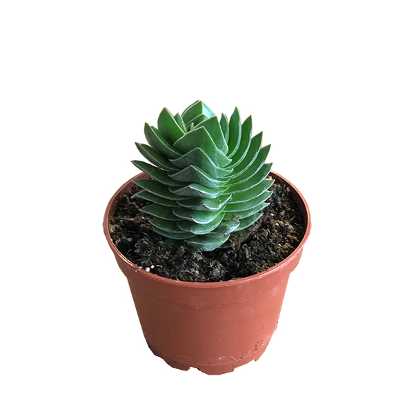 Crassula Buddha&apos;s Temple - P 6 cm