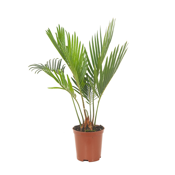 Mini Cycas Revoluta (Cycaspalm) P 7 cm