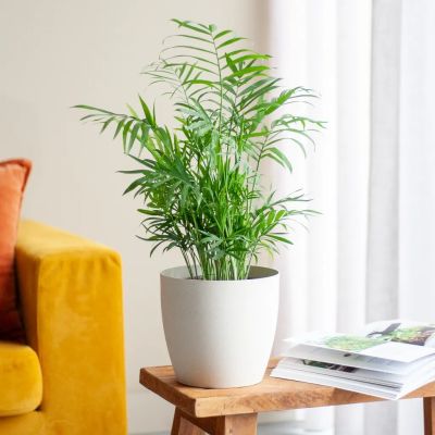 1-Chamaedorea-Elegans-P17-1024-1