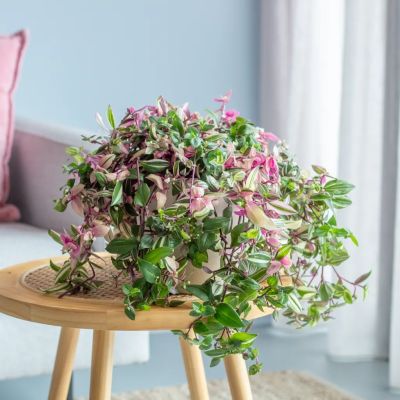 1-Tradescantia-Quadricolor-Rainbow-hill-P17-sfeer-HR-1