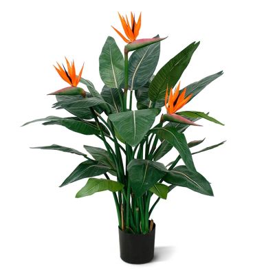 150512-Strelitzia-Deluxe-115-cm-1