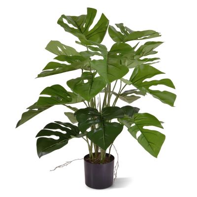 151105 Monstera-50cm-1