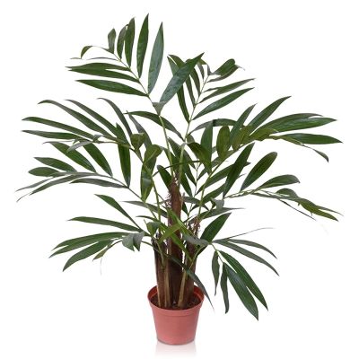 184406-Chamaedorea-65-cm-in-pot-1