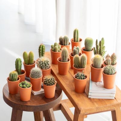 20-stuks-mini-cactus-box-met-potje-1024-1