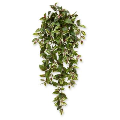 202510 tradescantia 100 bont-1