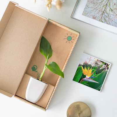 strelitzia paradijsvogelplant