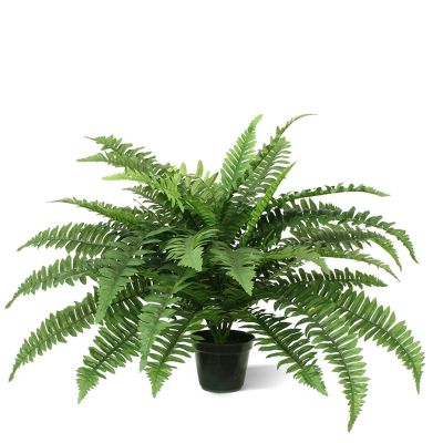 400770PP12-Boston-Varen-Deluxe-65-cm-in-pot-1