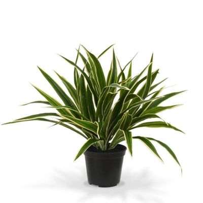 402004PP10-Chlorophytum-in-pot-1