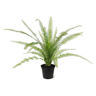 408107PP12-Asplenium-varen-in-12cm-pot-1