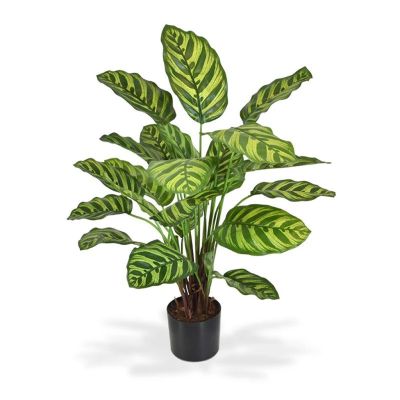 440306 calathea makoyana 60-1