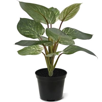 442003PP10-Philodendron-Birkin-30cm-in-10cm-pot-1