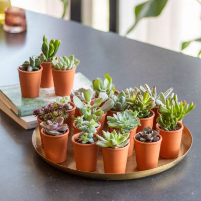 Mini vetplantjes