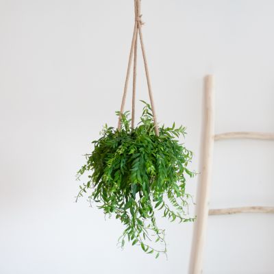 Aeschynanthus-Japhrolepis-Lifestyle