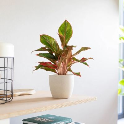 Aglaonema Jungle Red