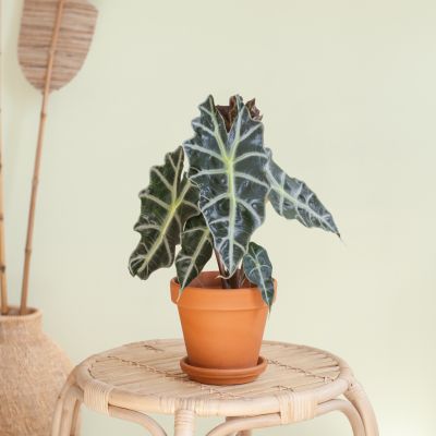 Alocasia-Amazonica-Polly-p12-Lifestyle