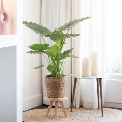 Alocasia-Gageana-p21