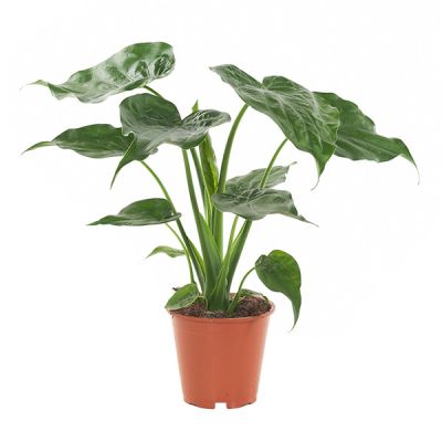 Philodendron Plowmanii