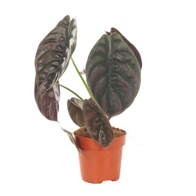 Alocasia Red Secret