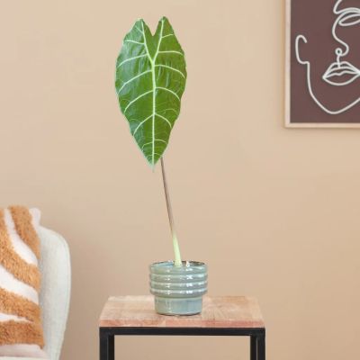 Alocasia Watsoniana