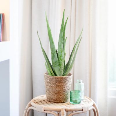 aloe vera plant