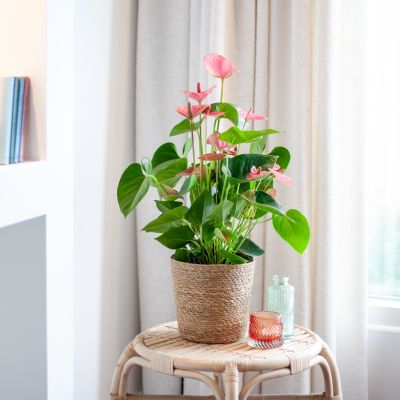 Anthurium-Andreanum-Roze-Flamingoplant-P17-M-1-1024