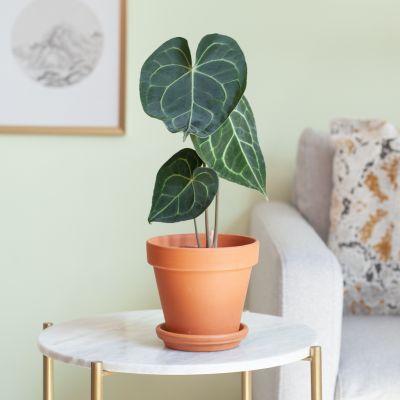 Anthurium-Clarinervium-p12-Lifestyle