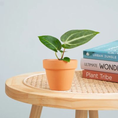 Anthurium-Magnificum-mini-1-1024