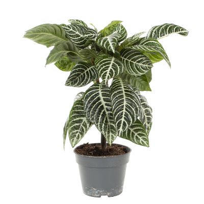 Zebraplant