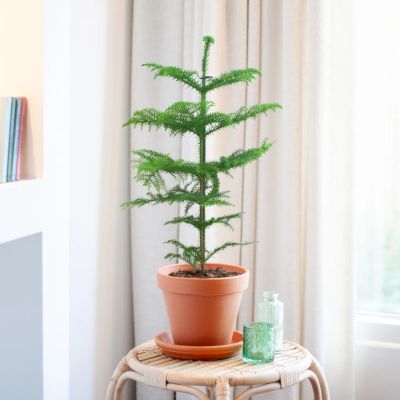 Araucaria-Heterophylla-Kamerden-P17-1024