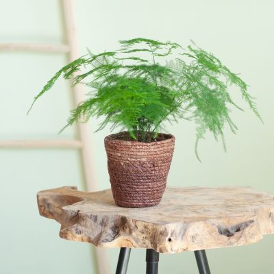 Asparagus-Plumoses-p12-Lifestyle