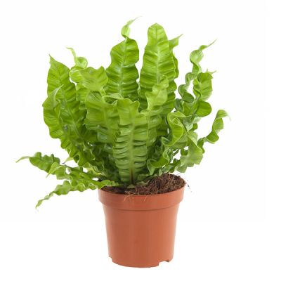 Monstera Siltepecana