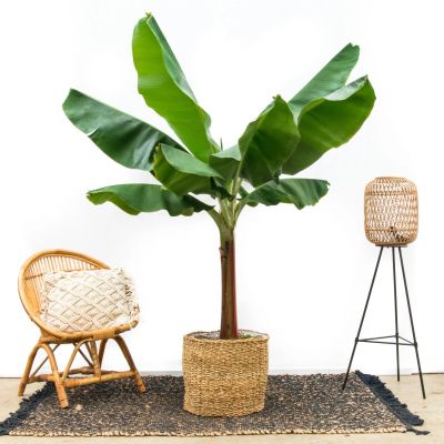Bananenplant-150cm