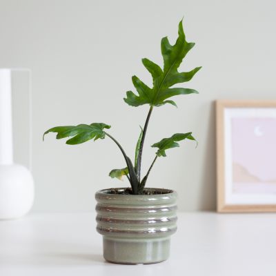 Alocasia Brancifolia
