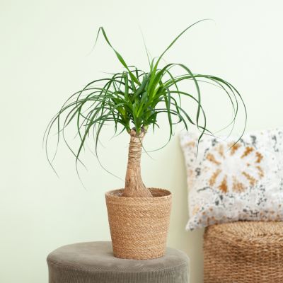 Beaucarnea-Recurvata-Nolina-p17-Lifestyle
