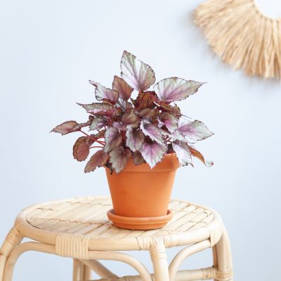 Begonia-Beleaf-Maori-Haze-p12-Lifestyle