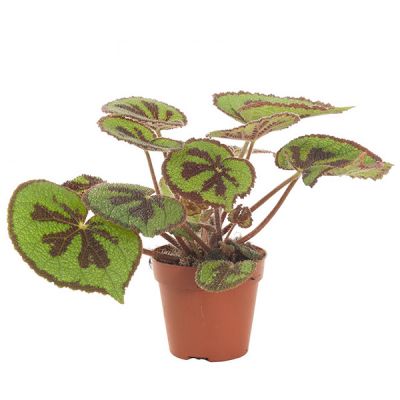 Begonia Masoniana