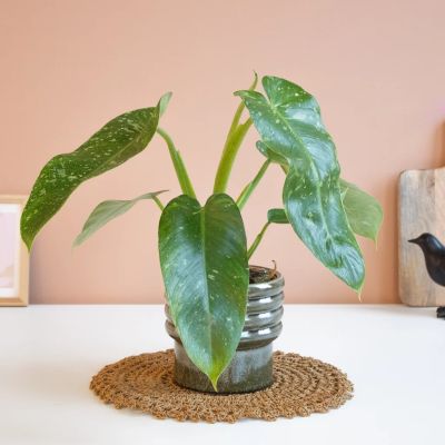 Monstera Siltepecana
