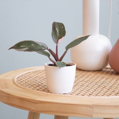 Philodendron Pink Princess