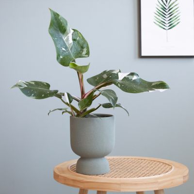 Philodendron White Princess