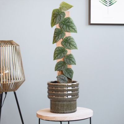 Monstera Dubia