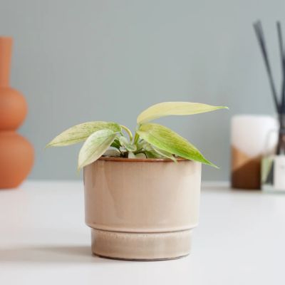 Philodendron Florida Ghost
