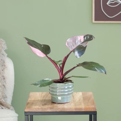 Philodendron Pink Princess
