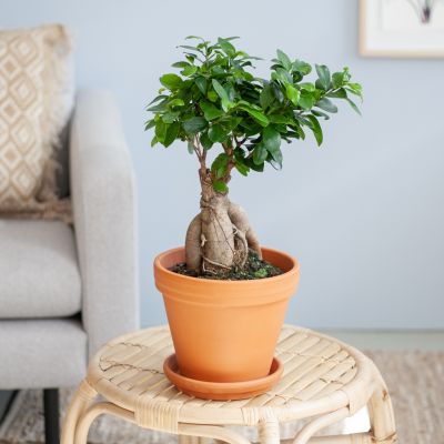 Bonsai-Ficus-Ginseng-p17-Lifestyle