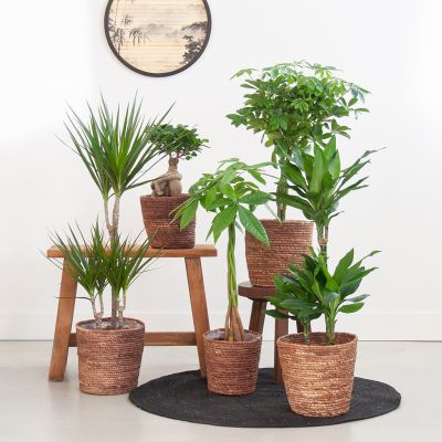 Box-Planten-op-Stam