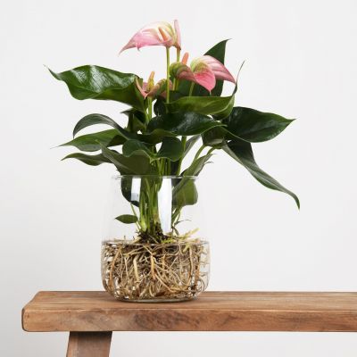 CS e-Flora-533-scaled