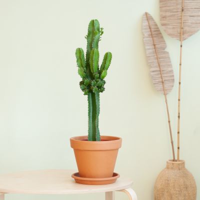 Cactus-Euphorbia-p17-Lifestyle