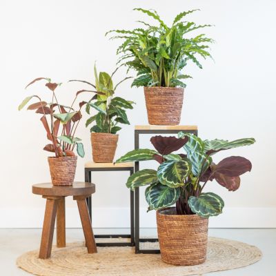 Calathea-Box-Lifestyle