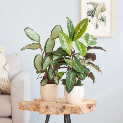 Calathea-Duo-p12-Lifestyle